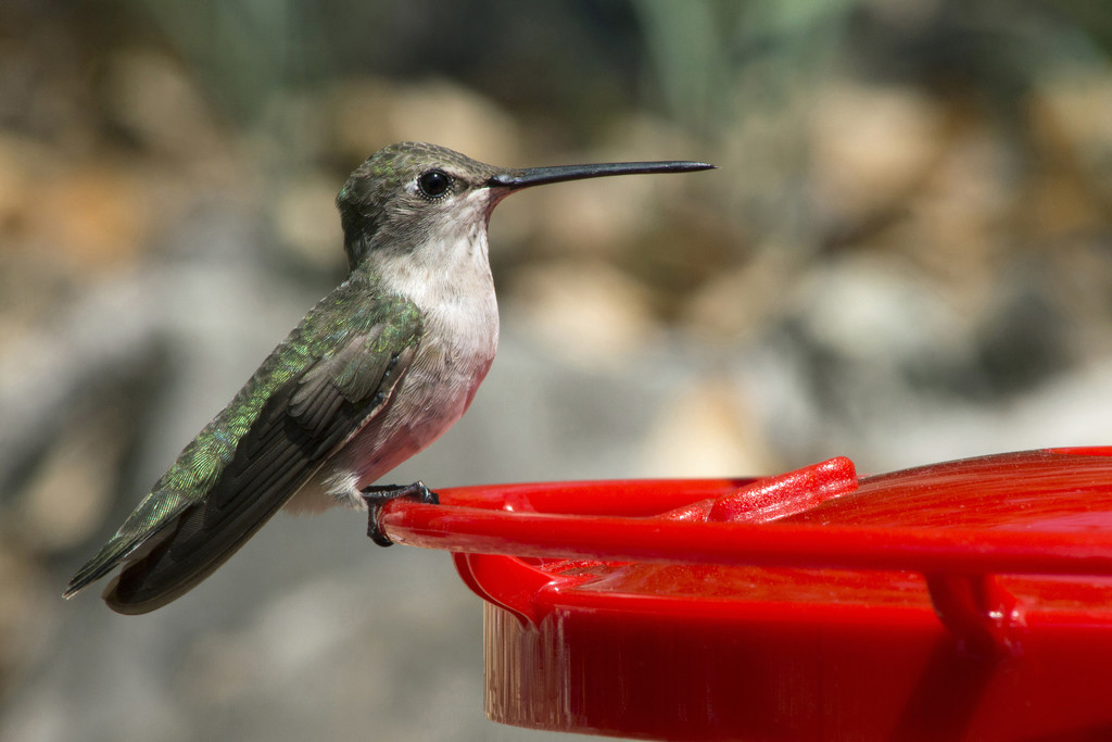 Hooray for Hummingbirds! by gaylewood
