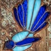 Bluebird by yorkshirekiwi