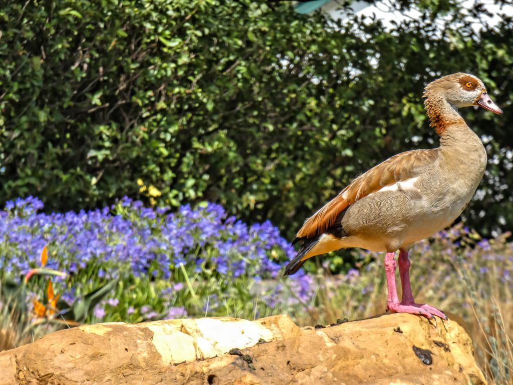 An Egyptian Goose ... by ludwigsdiana