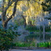 Afternoon light, Magnolia Gardens by congaree