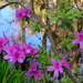 Azaleas, Magnolia Gardens by congaree