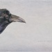 Corax the Raven by pixelchix