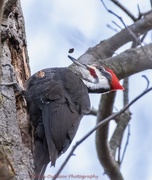 19th Mar 2018 - Pileated Woodpecker (male)