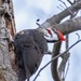 Pileated Woodpecker (male) by dridsdale