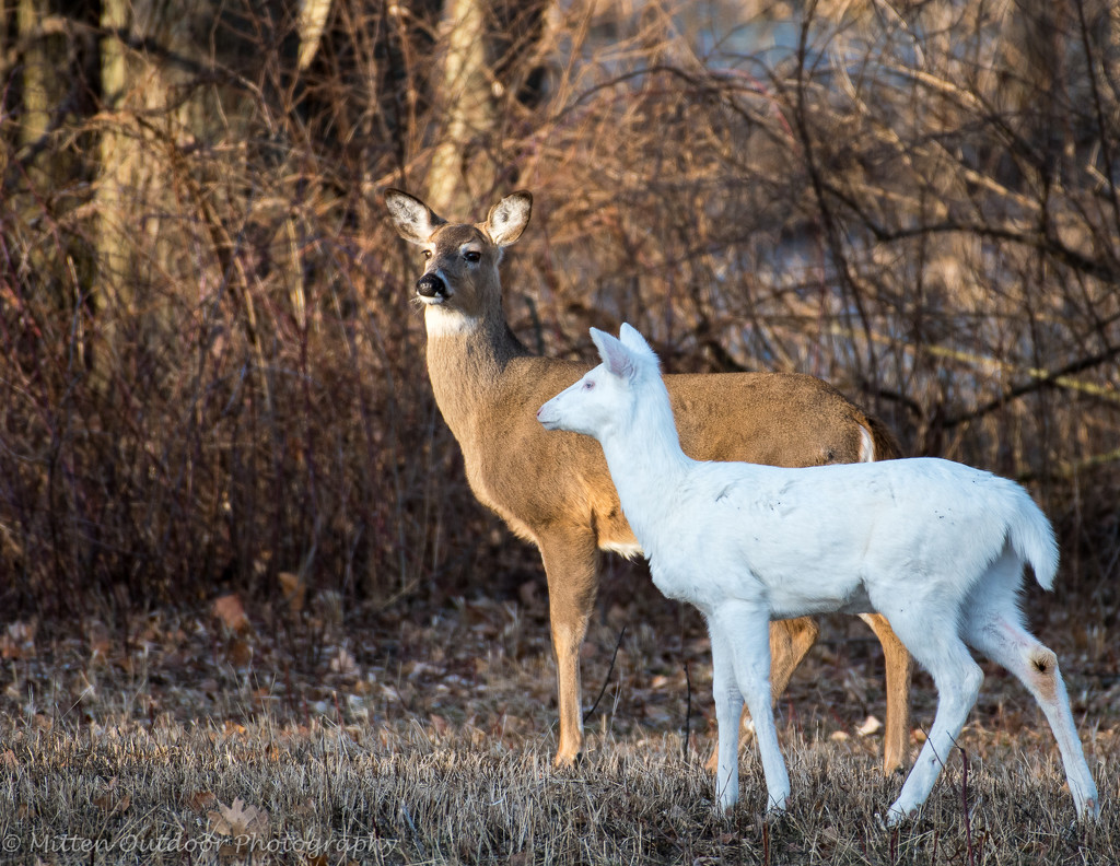 Albino White-tailed Doe by dridsdale