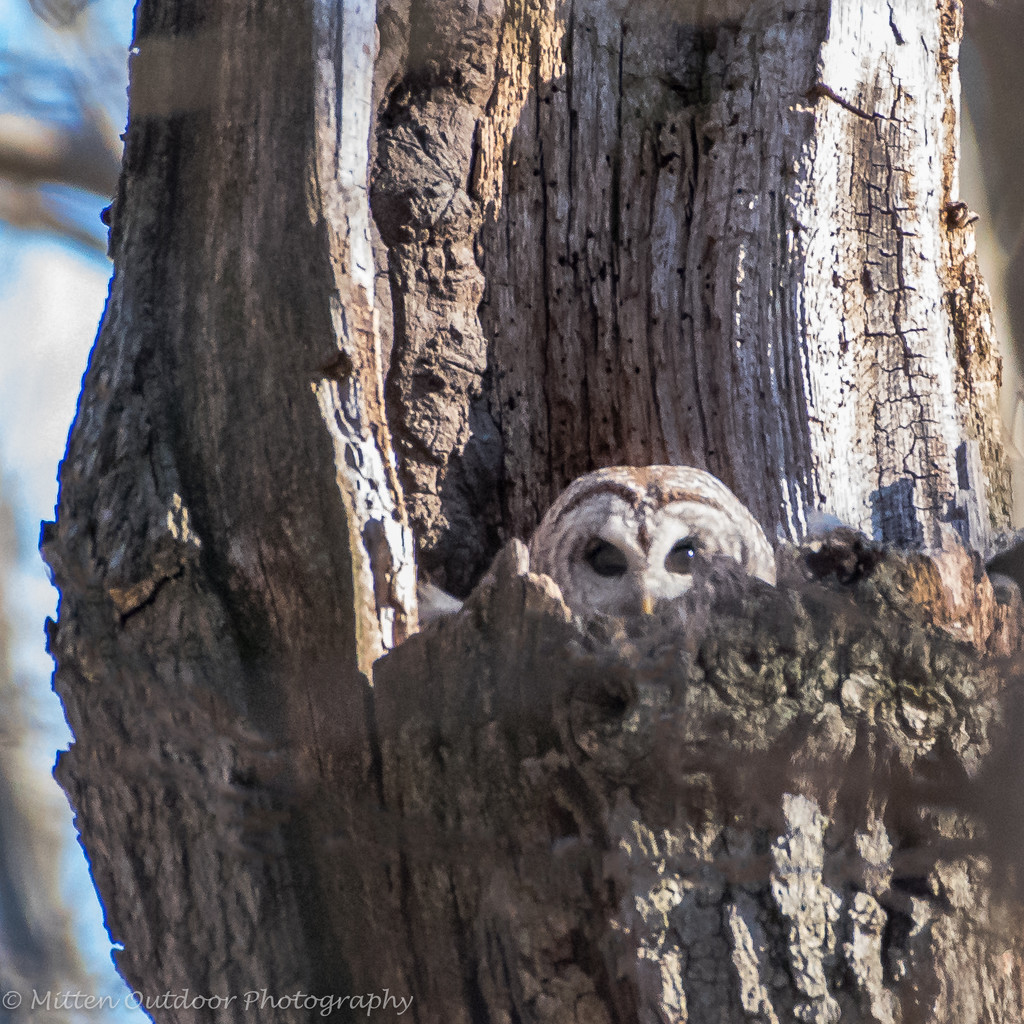 Barred Owl by dridsdale