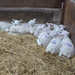 Lamb creche by shirleybankfarm