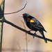 Red-Winged Blackbird by rminer