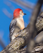 23rd Mar 2018 - Woodpecker Profile