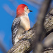 Woodpecker Profile by rminer