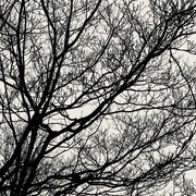 22nd Mar 2018 - Bare Branches 
