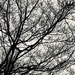 Bare Branches  by beckyk365