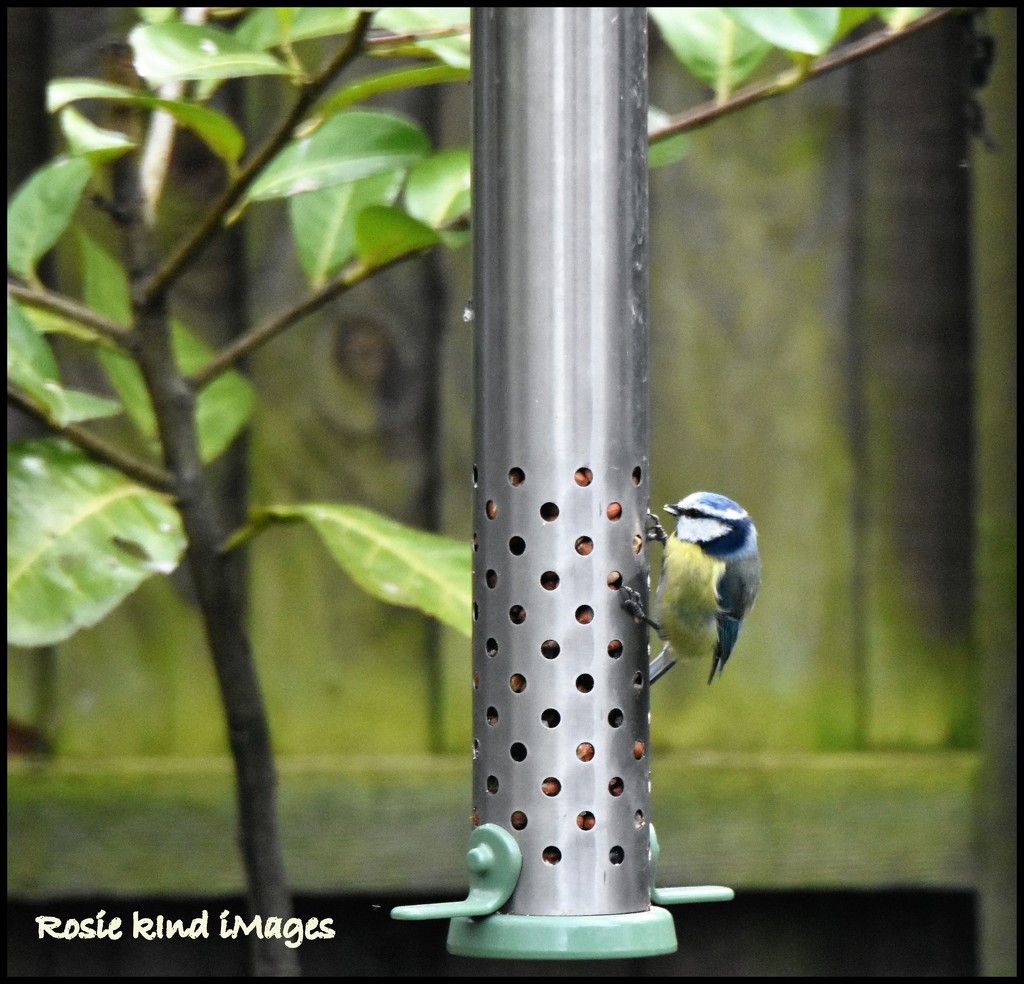 At last the birds are beginning to use this feeder by rosiekind