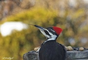 22nd Mar 2018 - Pileated Woodpecker 