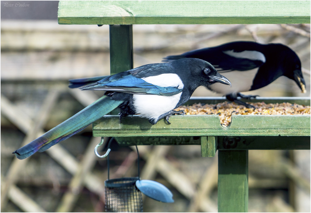 Magpie's by pcoulson