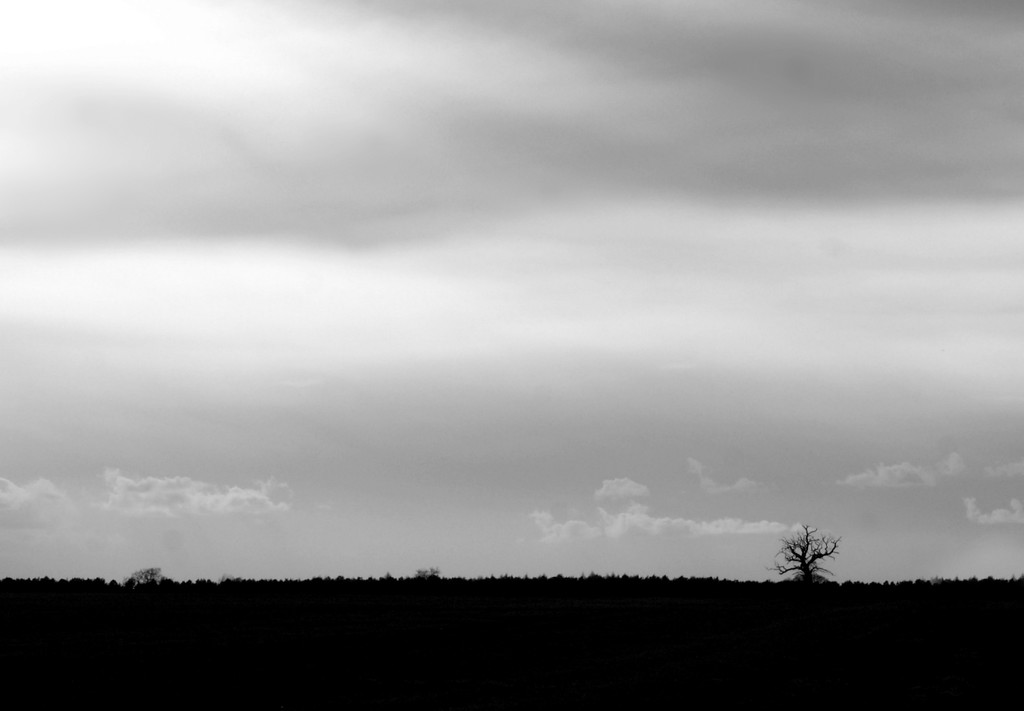 Lone tree by filsie65