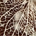 Skeleton petal  by 365projectdrewpdavies