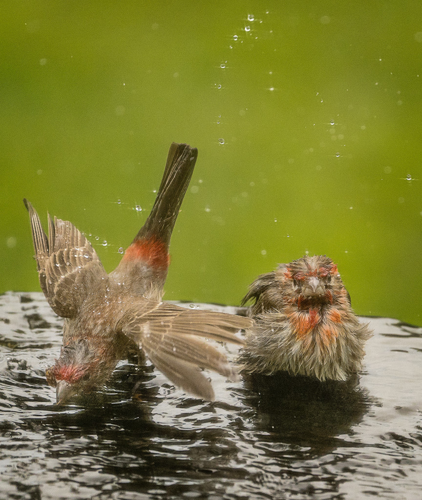 Taking a Bath Together  by jgpittenger