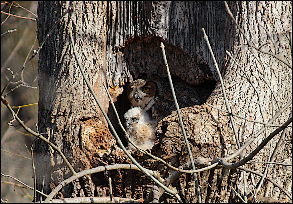Great Horned Owl and Chick by olivetreeann