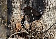 23rd Mar 2018 - Great Horned Owl and Chick