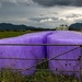 Purple Hay Bales by yorkshirekiwi