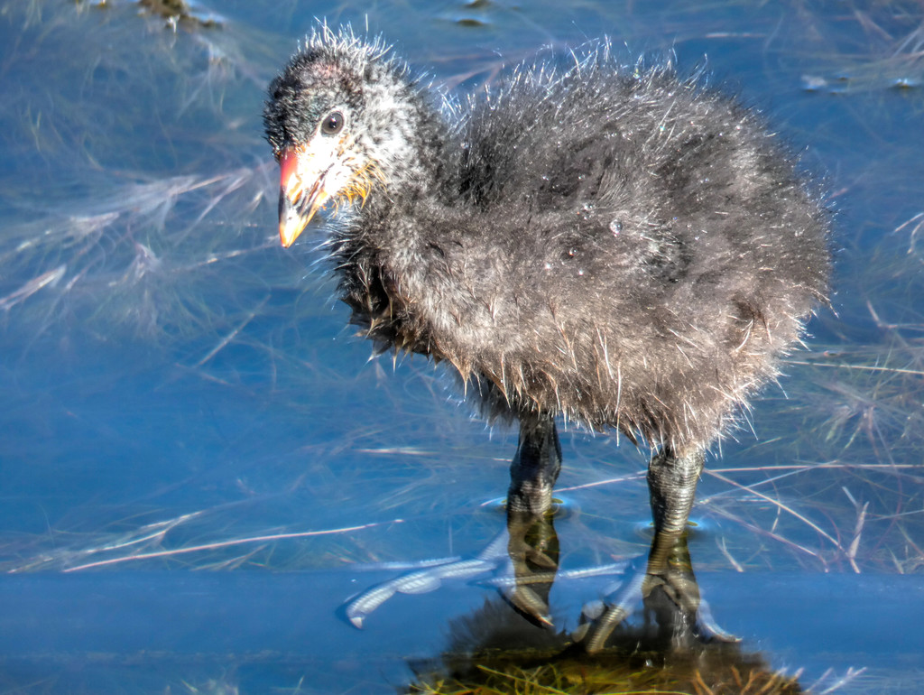 Look how the little Coot has grown! by ludwigsdiana