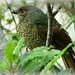  Female Satin Bower Bird by judithdeacon