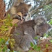 Cuddly Koala's by leggzy