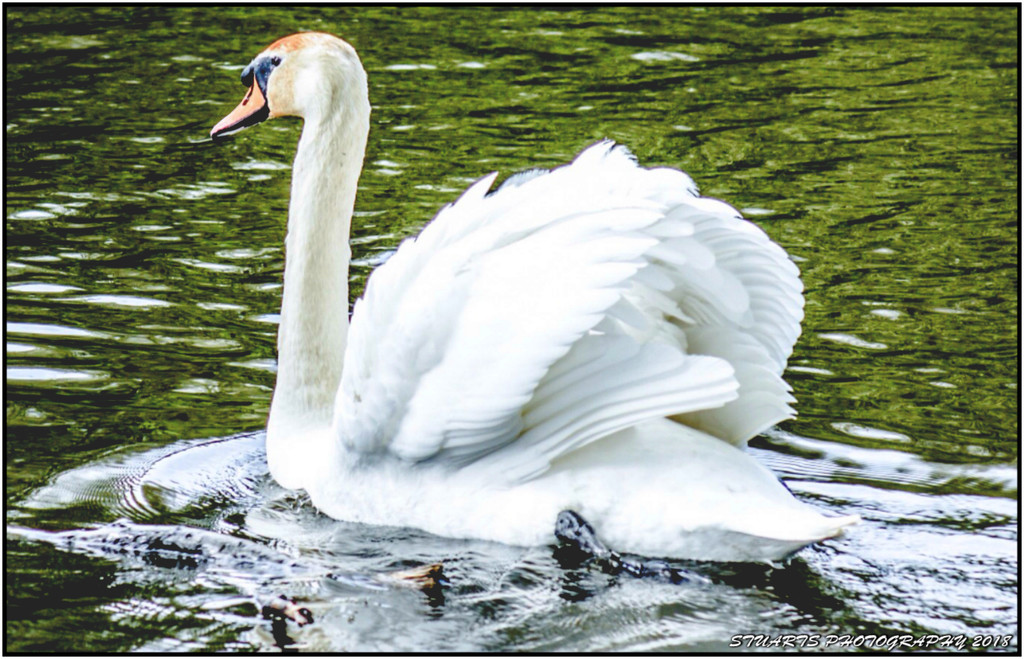 Swan lake  by stuart46