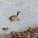  A Bit Unexpected - Canada Goose in Bermondsey by susiemc