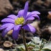 anemone blanda by quietpurplehaze