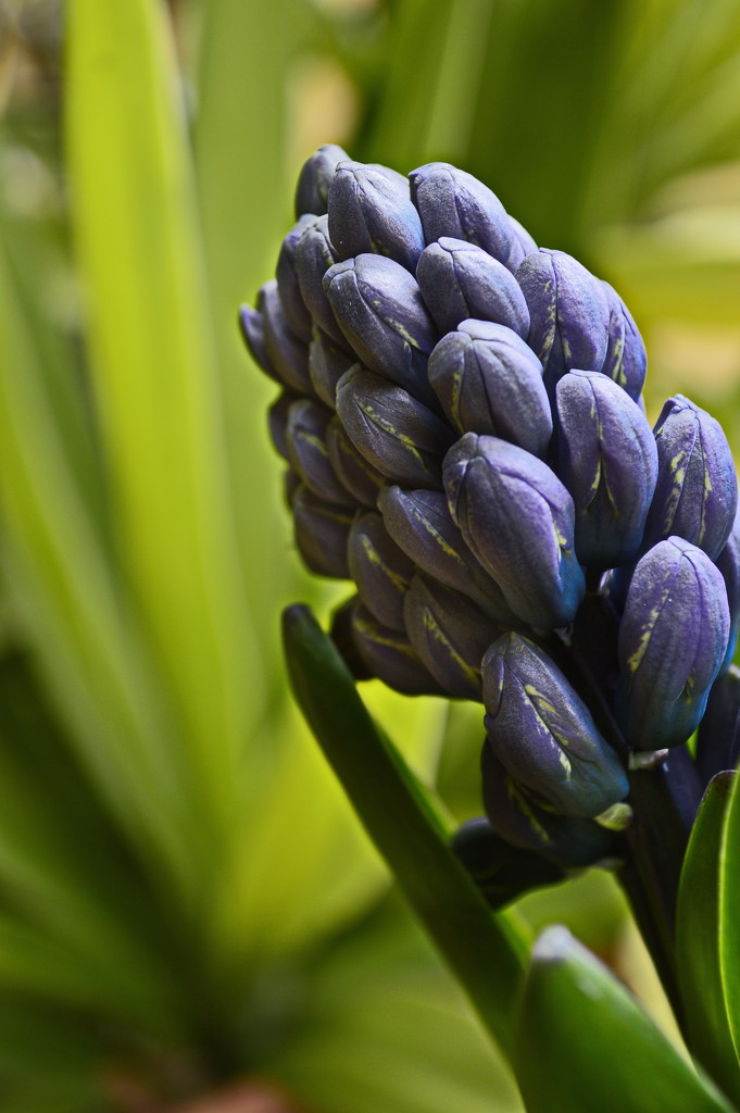 Hyacinth  indigo March 24 by caterina