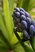24th Mar 2018 - Hyacinth  indigo March 24
