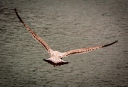 24th Mar 2018 - Young Gull