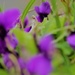 Violets a la Monsiur Monet by 30pics4jackiesdiamond