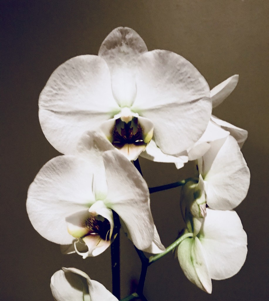 Orchids by dakotakid35