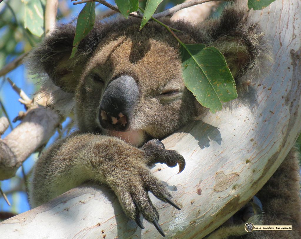 natures pillow by koalagardens