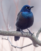 24th Mar 2018 - Common Grackle