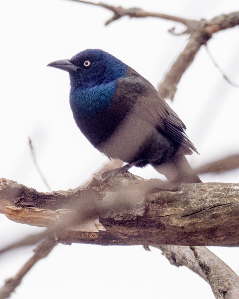 Common Grackle Profile by rminer