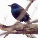 Common Grackle Profile by rminer