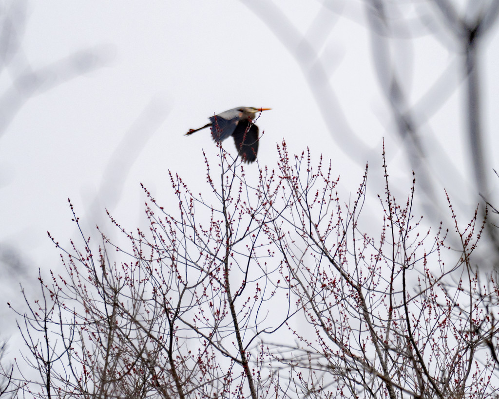 Great Blue Heron over trees by rminer