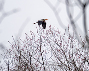 24th Mar 2018 - Great Blue Heron over trees
