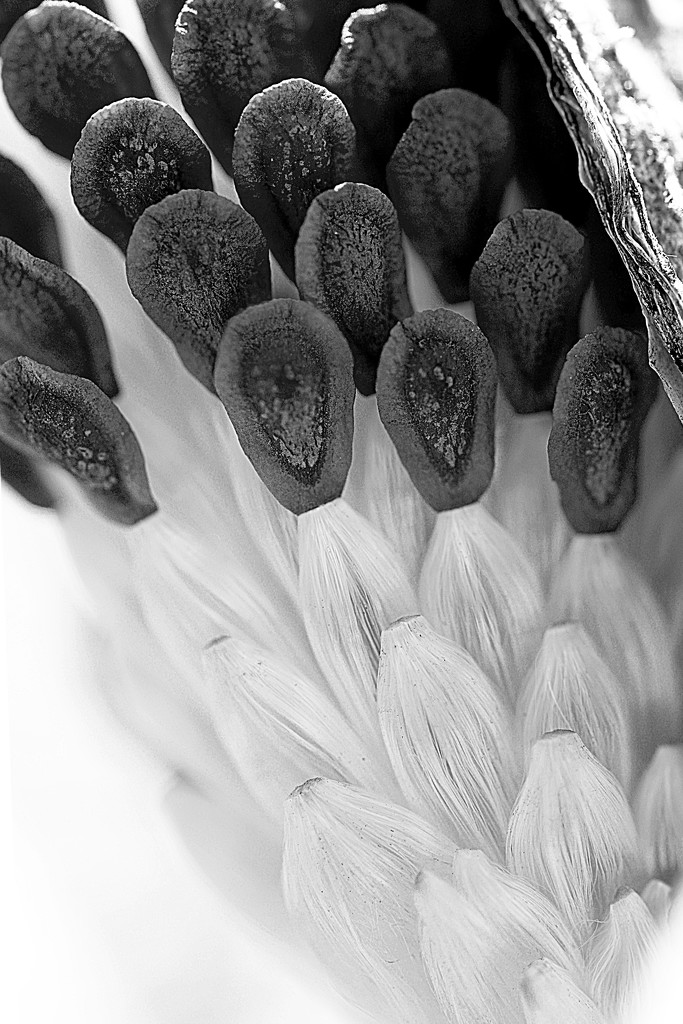 Milkweed pod in black and white! by fayefaye