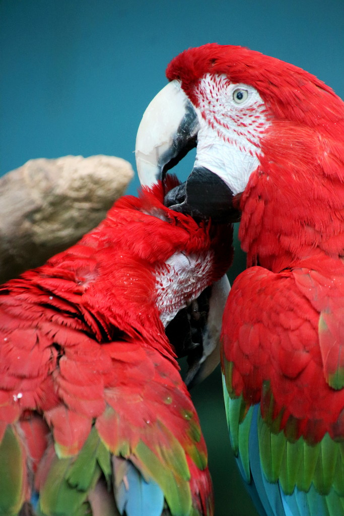 Macaws by randy23