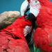 Macaws by randy23