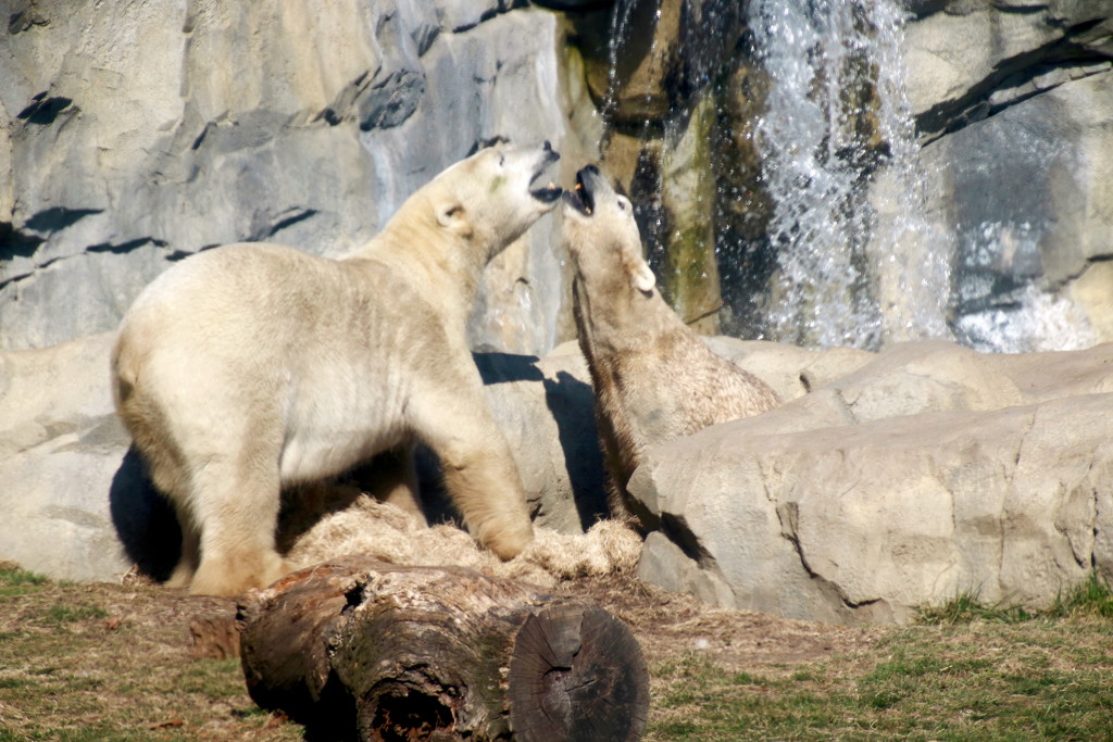 Polar Bear Mates by randy23