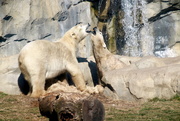 24th Mar 2018 - Polar Bear Mates