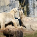 Polar Bear Mates by randy23