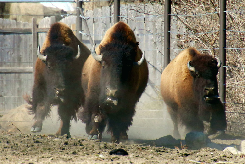 Bison On The Run by randy23