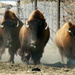 Bison On The Run by randy23